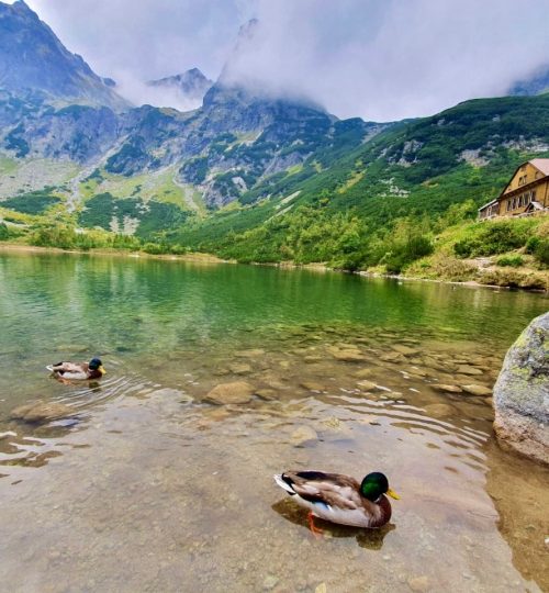 Zelené pleso 12km